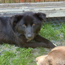 LOU, Hund, Mischlingshund in Rumänien - Bild 2