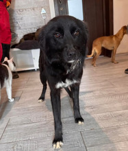 LOU, Hund, Mischlingshund in Rumänien - Bild 4