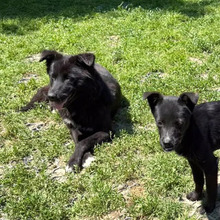 LOU, Hund, Mischlingshund in Rumänien - Bild 6