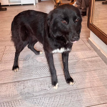 LOU, Hund, Mischlingshund in Rumänien - Bild 7