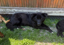 LOU, Hund, Mischlingshund in Rumänien - Bild 9