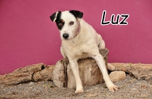 LUZ, Hund, Mischlingshund in Spanien - Bild 1