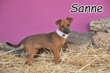 SANNE, Hund, Mischlingshund in Spanien - Bild 1