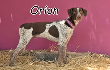 ORION, Hund, Deutsch Kurzhaar-Mix in Spanien - Bild 1