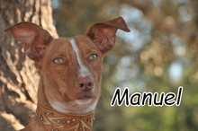 MANUEL, Hund, Podenco Maneto in Spanien - Bild 1