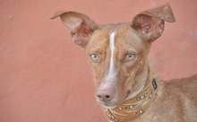 MANUEL, Hund, Podenco Maneto in Spanien - Bild 2