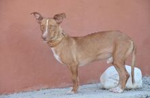 MANUEL, Hund, Podenco Maneto in Spanien - Bild 3