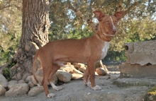 MANUEL, Hund, Podenco Maneto in Spanien - Bild 4
