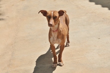 MANUEL, Hund, Podenco Maneto in Spanien - Bild 5