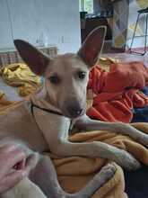 NILO, Hund, Podenco-Mix in Spanien - Bild 1