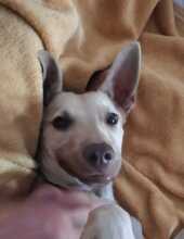 NILO, Hund, Podenco-Mix in Spanien - Bild 3