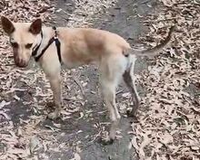 NILO, Hund, Podenco-Mix in Spanien - Bild 4