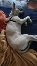 NILO, Hund, Podenco-Mix in Spanien - Bild 5