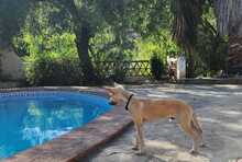 NILO, Hund, Podenco-Mix in Spanien - Bild 6