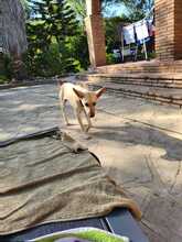 NILO, Hund, Podenco-Mix in Spanien - Bild 7