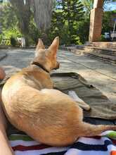 NILO, Hund, Podenco-Mix in Spanien - Bild 8