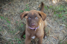 CHIPNR270546, Hund, Mischlingshund in Kroatien - Bild 1