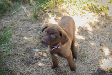 CHIPNR270546, Hund, Mischlingshund in Kroatien - Bild 2