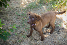 CHIPNR270546, Hund, Mischlingshund in Kroatien - Bild 3
