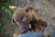 CHIPNR270546, Hund, Mischlingshund in Kroatien - Bild 5