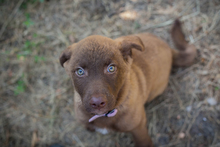 CHIPNR270546, Hund, Mischlingshund in Kroatien - Bild 6
