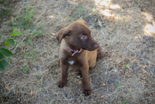 CHIPNR270546, Hund, Mischlingshund in Kroatien - Bild 7