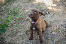 CHIPNR270546, Hund, Mischlingshund in Kroatien - Bild 8