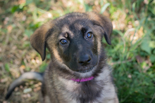 CHIPNR274389, Hund, Mischlingshund in Kroatien - Bild 1