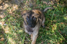 CHIPNR274389, Hund, Mischlingshund in Kroatien - Bild 2