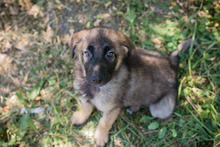 CHIPNR274389, Hund, Mischlingshund in Kroatien - Bild 3