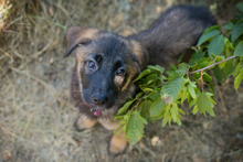CHIPNR274389, Hund, Mischlingshund in Kroatien - Bild 4