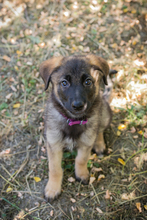 CHIPNR274389, Hund, Mischlingshund in Kroatien - Bild 5