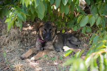 CHIPNR274389, Hund, Mischlingshund in Kroatien - Bild 6
