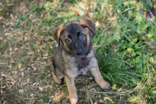 CHIPNR274389, Hund, Mischlingshund in Kroatien - Bild 7