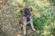 CHIPNR274389, Hund, Mischlingshund in Kroatien - Bild 8