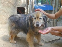 PUSA, Hund, Mischlingshund in Rumänien - Bild 1