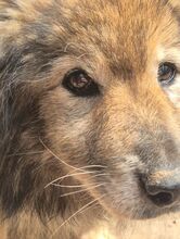 PUSA, Hund, Mischlingshund in Rumänien - Bild 2