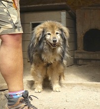 PUSA, Hund, Mischlingshund in Rumänien - Bild 3