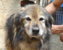 PUSA, Hund, Mischlingshund in Rumänien - Bild 4