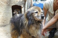 PUSA, Hund, Mischlingshund in Rumänien - Bild 5
