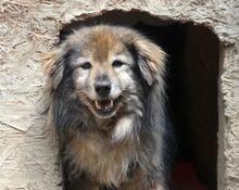 PUSA, Hund, Mischlingshund in Rumänien - Bild 6