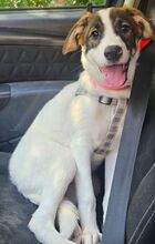LUNA, Hund, Mischlingshund in Rumänien - Bild 1