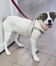 LUNA, Hund, Mischlingshund in Rumänien - Bild 2