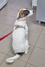 LUNA, Hund, Mischlingshund in Rumänien - Bild 3