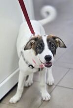 LUNA, Hund, Mischlingshund in Rumänien - Bild 4