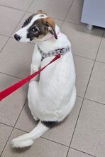 LUNA, Hund, Mischlingshund in Rumänien - Bild 6