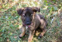 CHIPNR238983, Hund, Mischlingshund in Kroatien - Bild 1