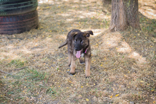 CHIPNR238983, Hund, Mischlingshund in Kroatien - Bild 2