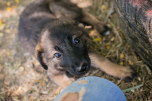 CHIPNR238983, Hund, Mischlingshund in Kroatien - Bild 3