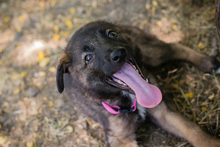 CHIPNR238983, Hund, Mischlingshund in Kroatien - Bild 5